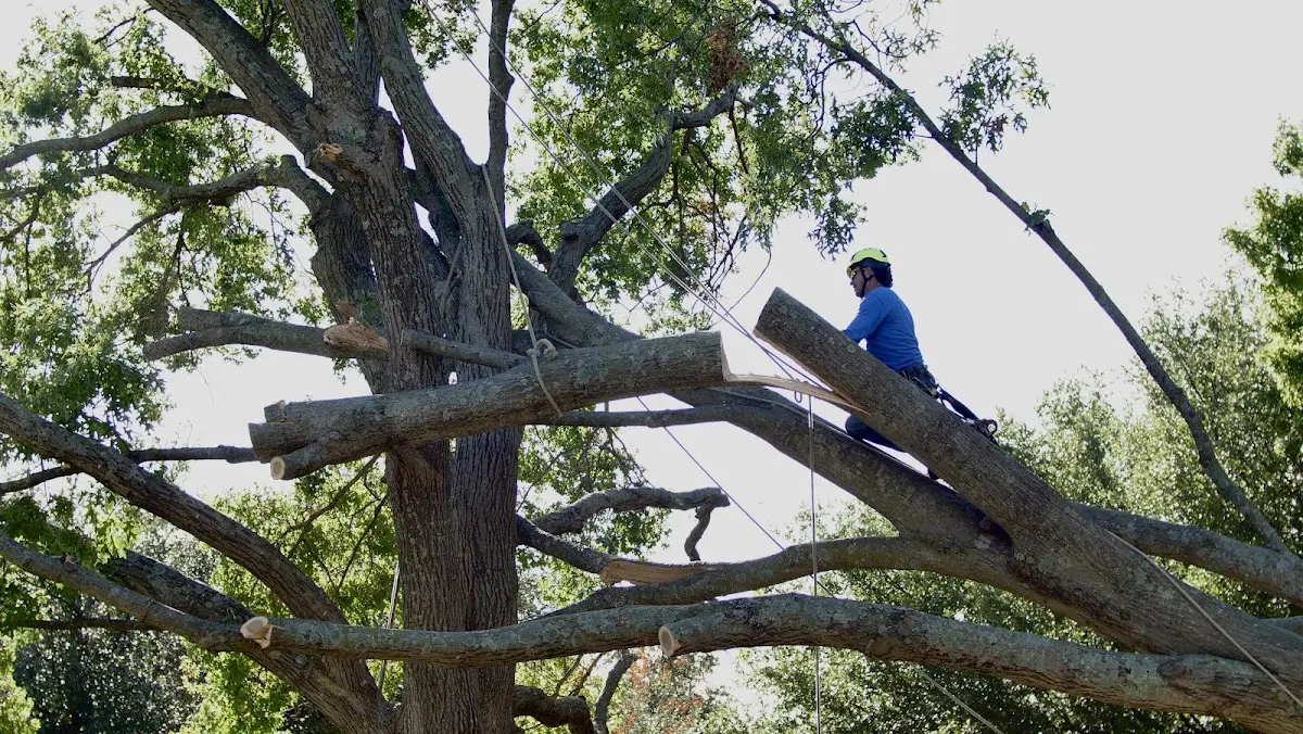 Professional Crown Thinning performed by certified arborists in Belle Center