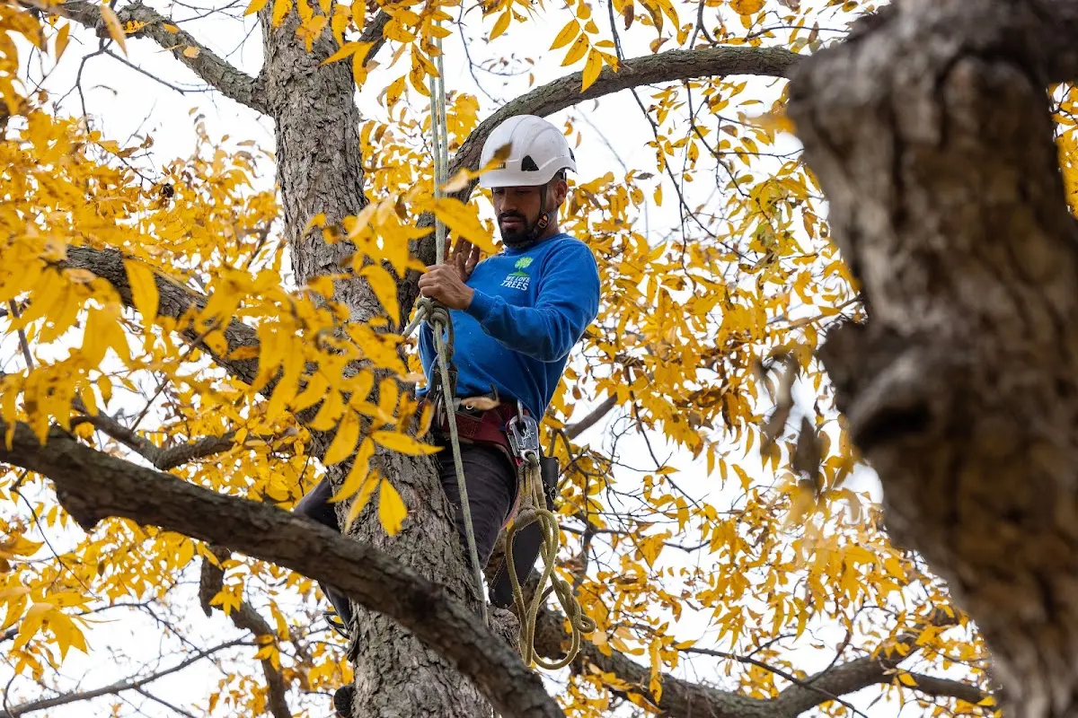 Skilled Tree Pruning crew working in Belle Center