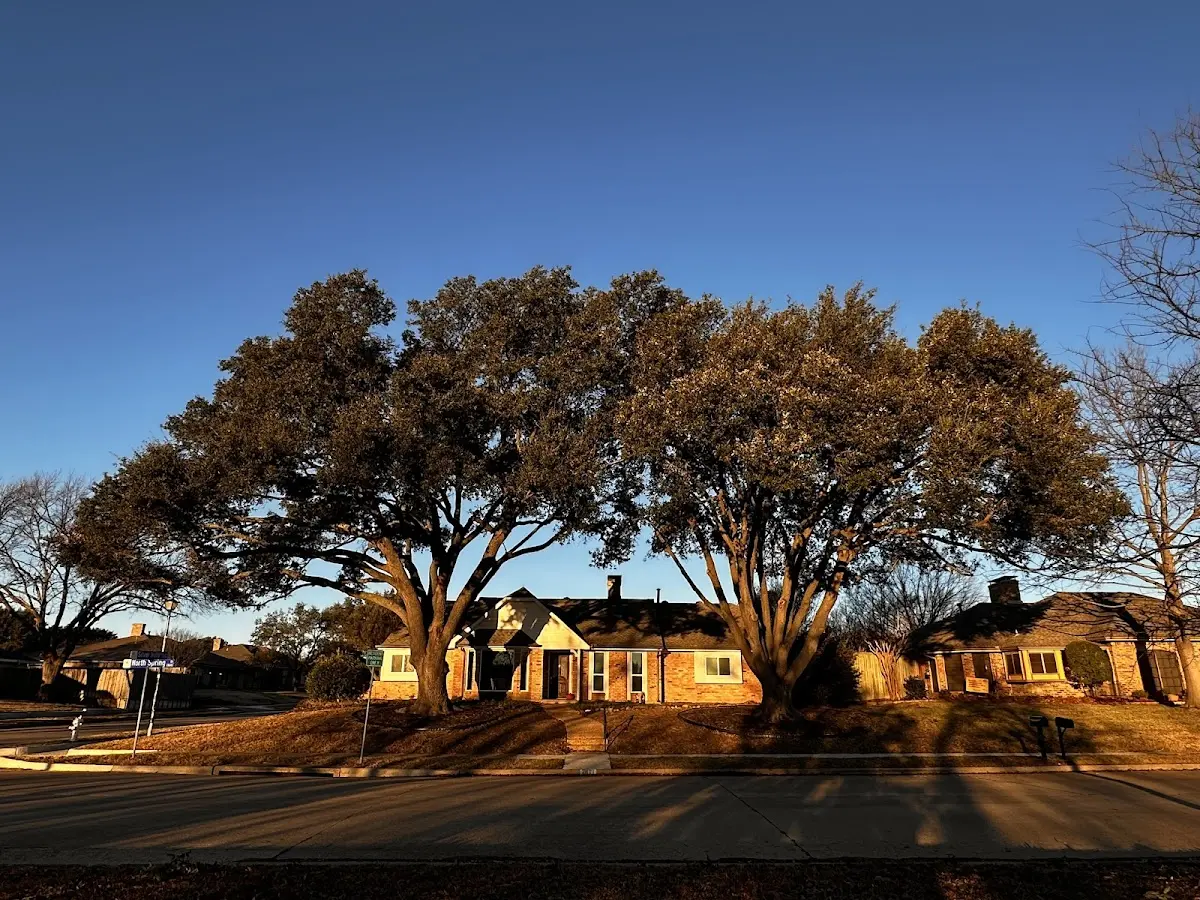 Established residential canopy tree shading a home in Belle Center